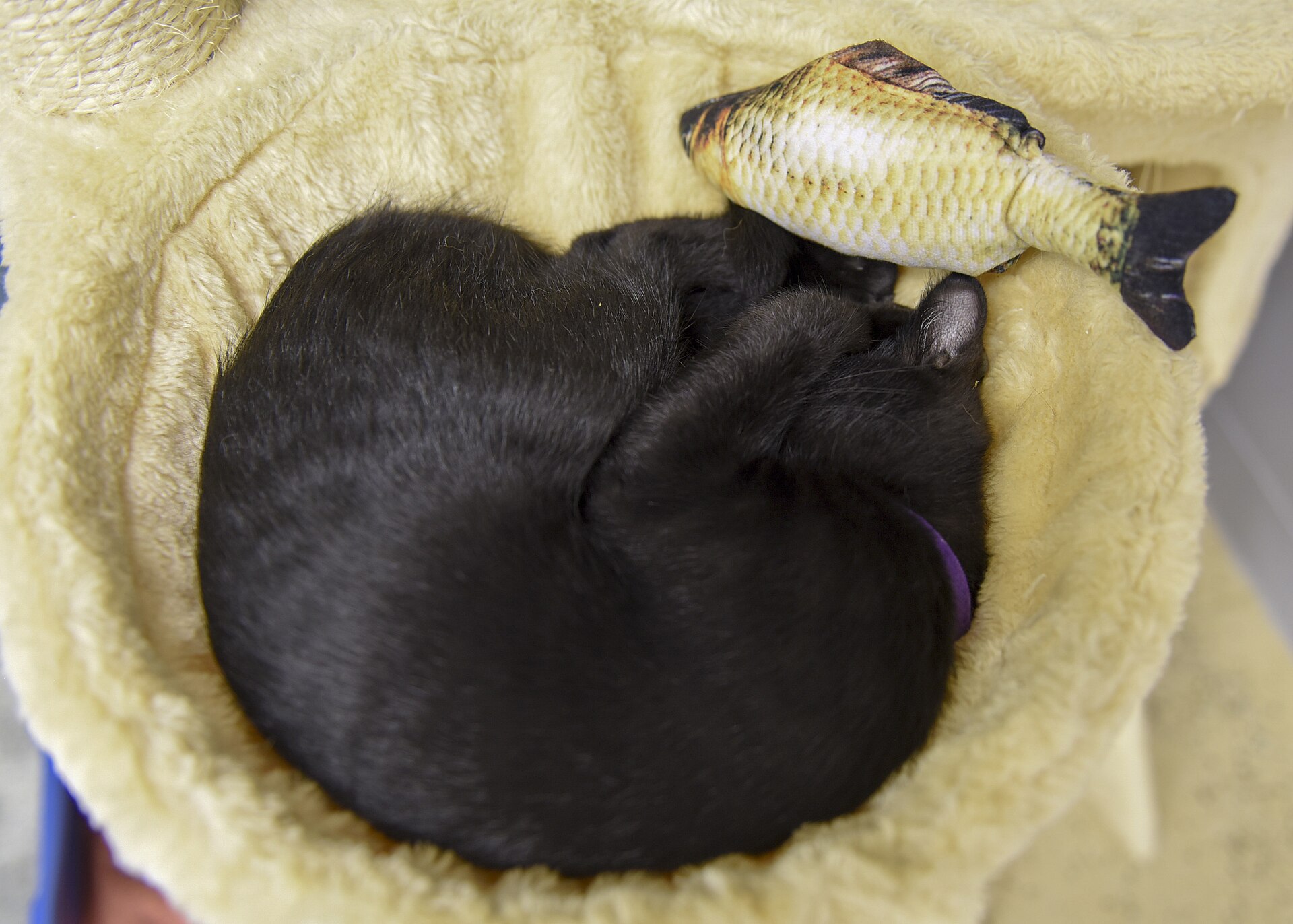 Tierschutzaktion als Bild für vorhandene Tiere statt weiterer Produktion