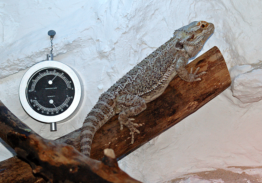 Bartagame im Terrarium als Bild für Technik, Licht und Klima