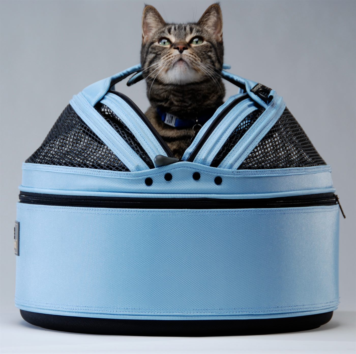 Katze in Transporttasche als Symbol für Übergang und sichere Unterbringung