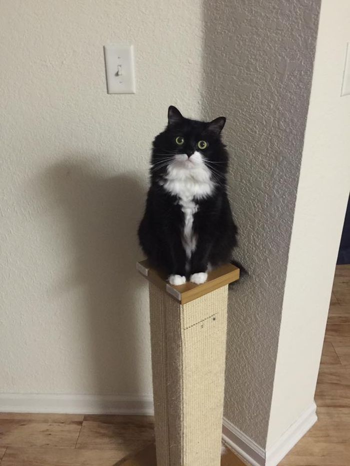 Katze auf einem Kratzbaum als Beispiel für strukturierte Wohnungshaltung