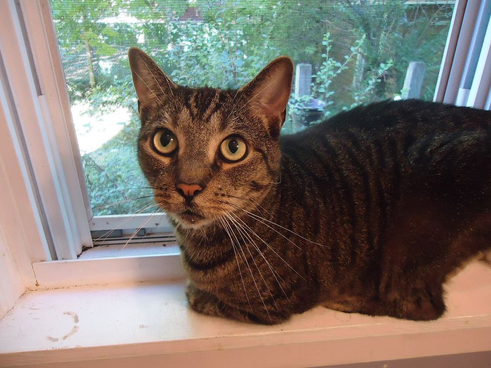 Katze sitzt auf einer Fensterbank und blickt nach draußen