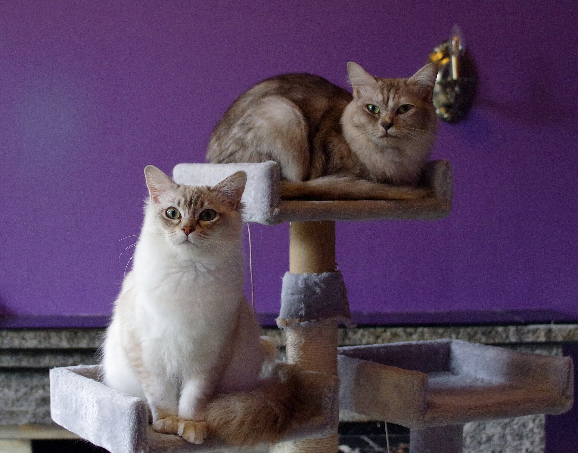 Zwei Katzen auf einem Kratzbaum als Bild für vorbereitete Haltung