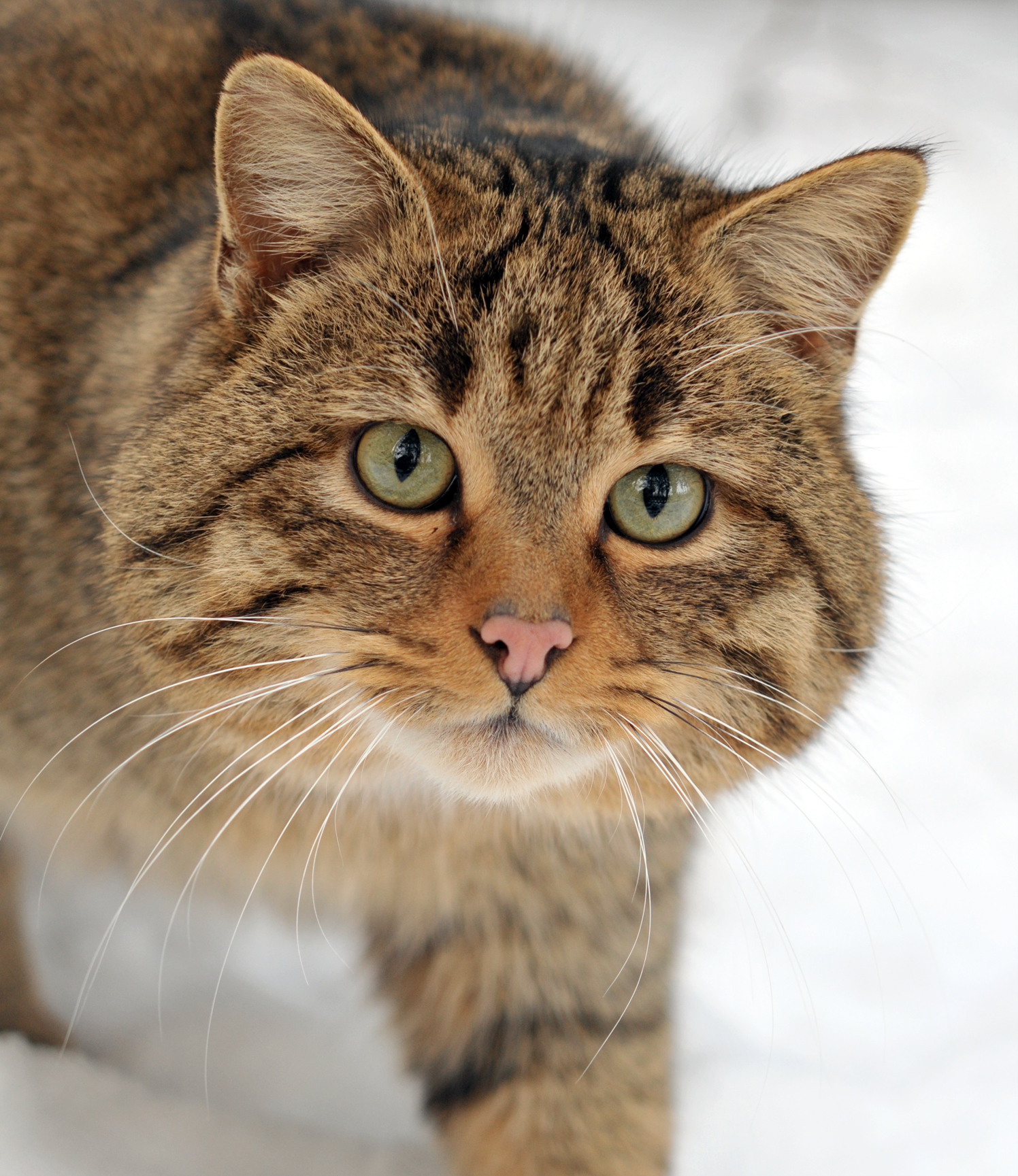 Europäische Wildkatze mit typischen Merkmalen wie breitem Kopf, fleischfarbener Nase und dichtem Fell