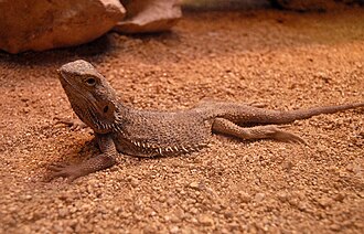 Bartagame als Beispiel für anspruchsvolle Exotenhaltung