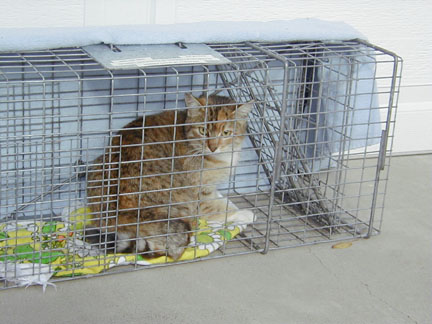 Streunerkatze mit gekennzeichnetem Ohr nach einer TNR-Kastration