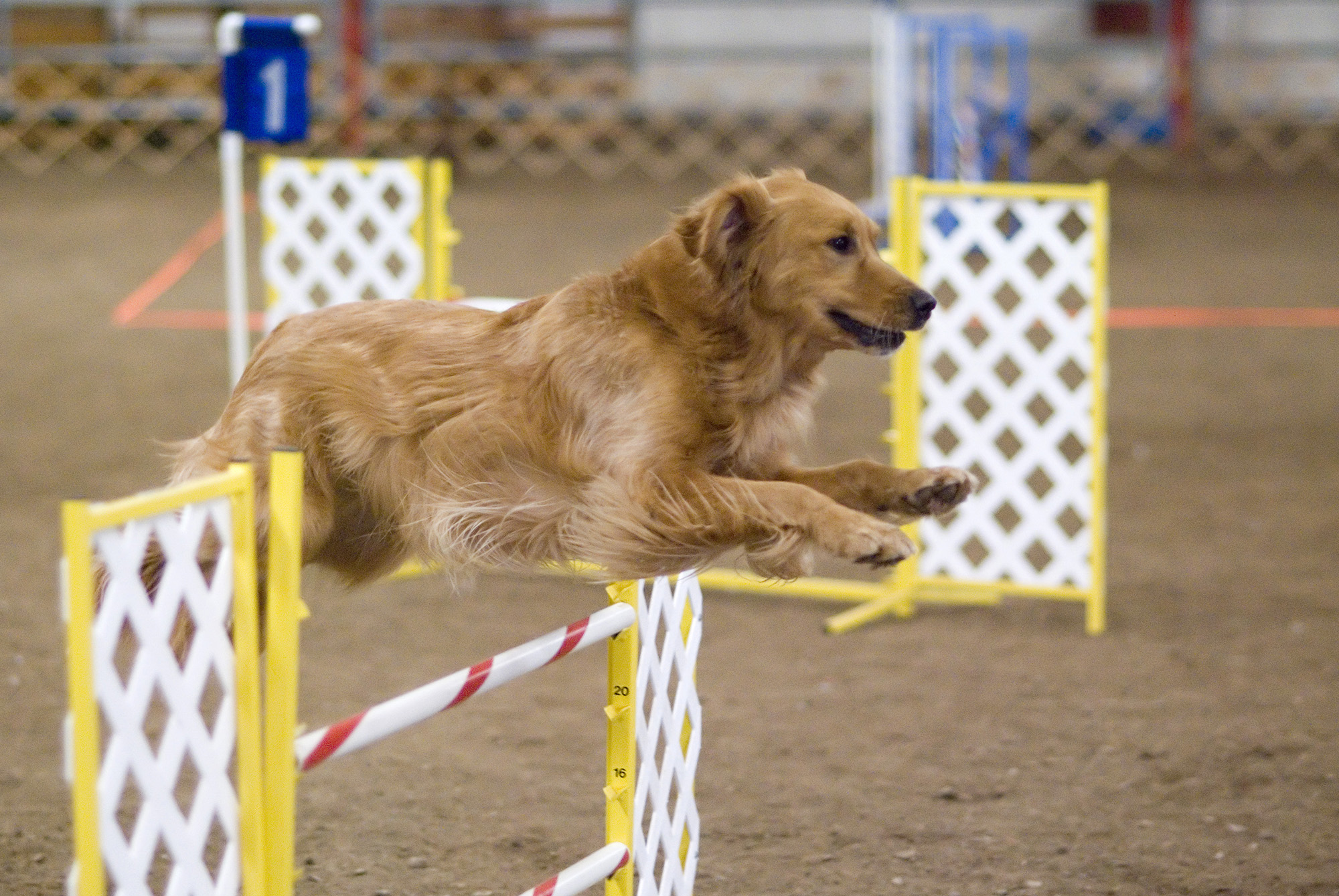 Hund beim Agility-Sprung als Bild für Training und Beschäftigung