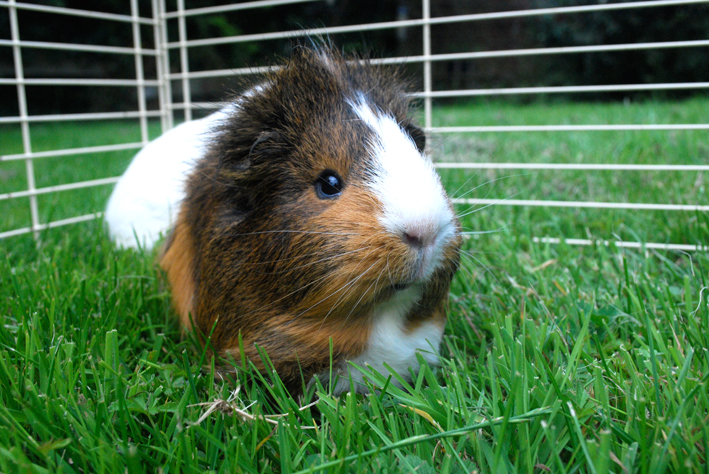 Zwei Meerschweinchen zusammen im Gras