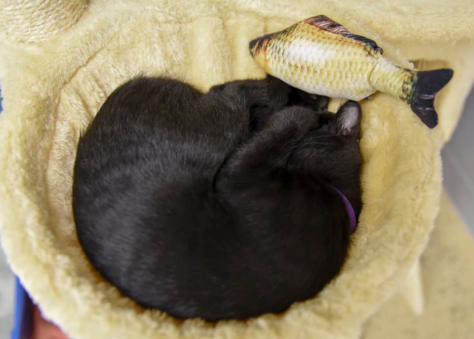 Tierschutzaktion als Beispiel für Patenschaften und Unterstützung