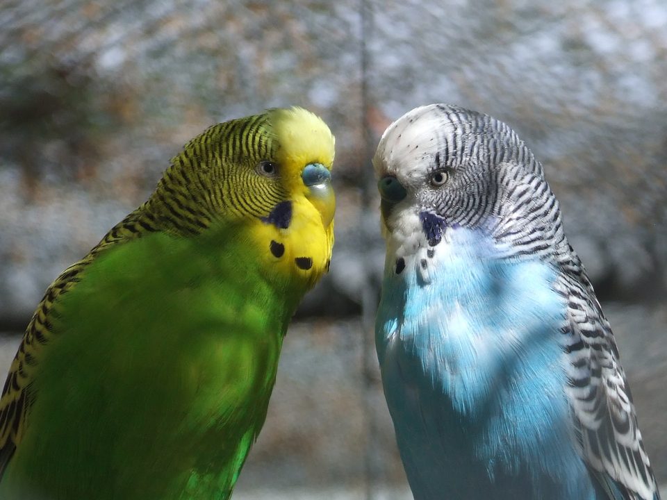 Ein grüner und ein blauweißer Wellensittich sitzen nebeneinander und schauen sich an.