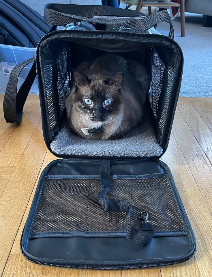 Katze in einer weichen Transportbox als Bild für Urlaubsplanung und Betreuung