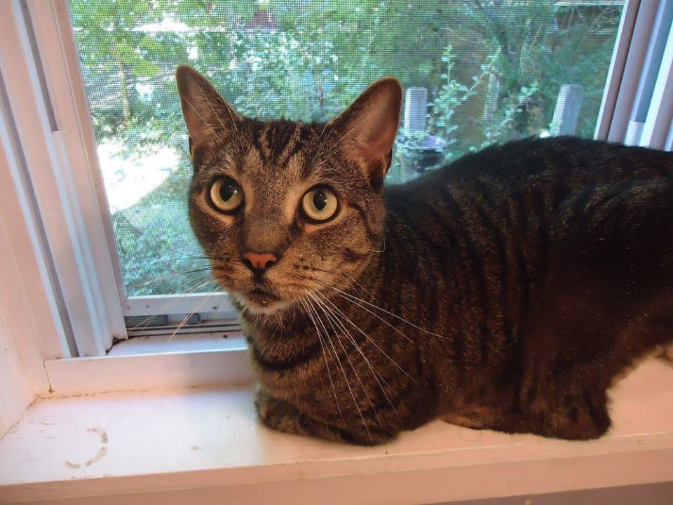 Katze sitzt auf einer Fensterbank und blickt nach draußen
