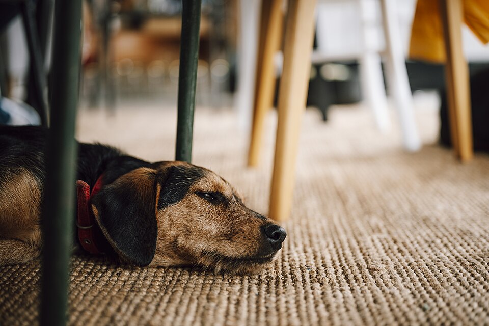 Hund liegt ruhig unter einem Tisch auf einem Teppich