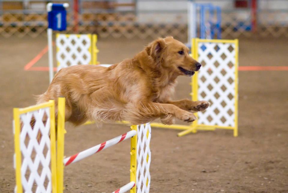 Hund beim Agility-Sprung als Bild für Training und Beschäftigung