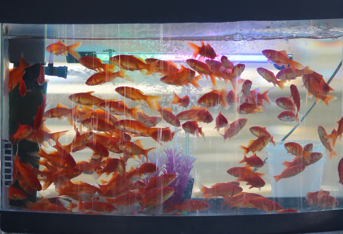 Goldfische im Aquarium als Bild für Nachschlagewissen zur Tierhaltung