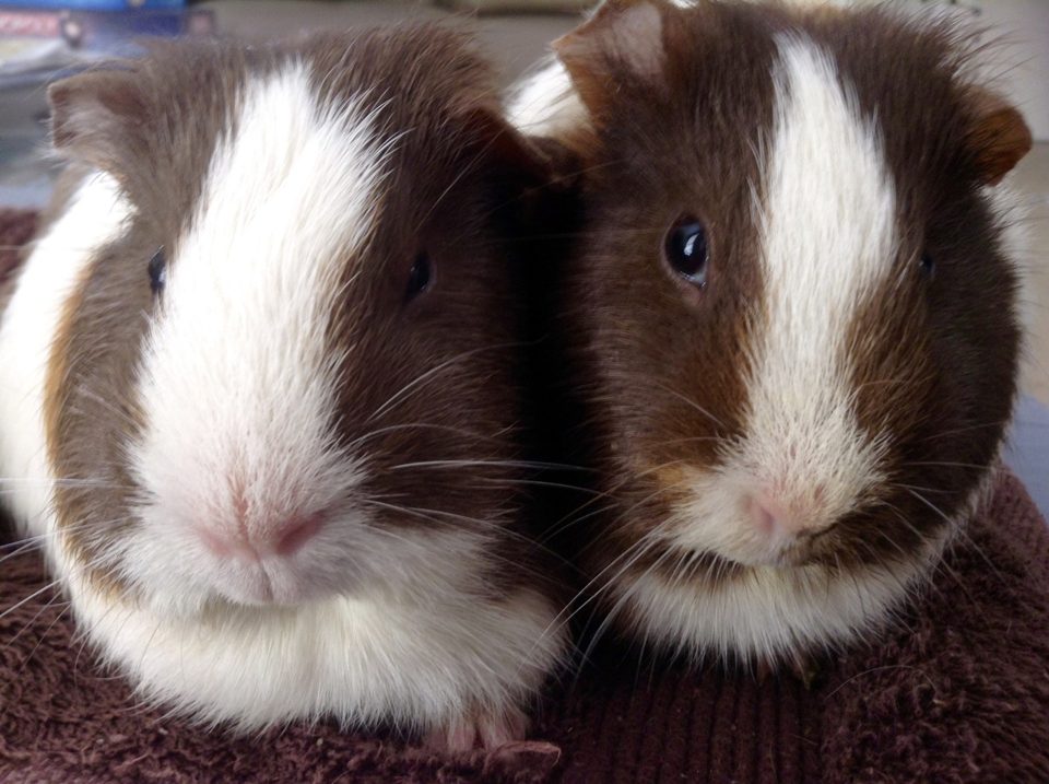 Zwei braun-weiße Meerschweinchen sitzen dicht nebeneinander und schauen in die Kamera.