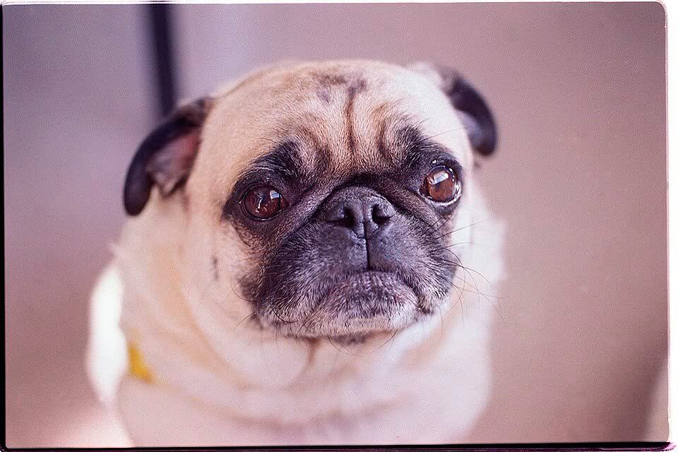 Mops als Beispiel für problematische Zuchtmerkmale.