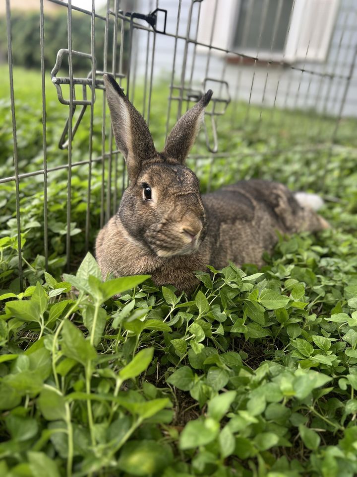 Kaninchen liegt in einem Gehege zwischen grünen Pflanzen.