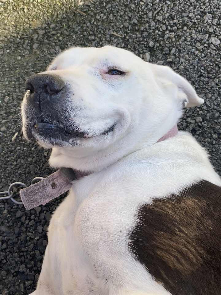 Hund im Tierheim als Bild für echte Bedürfnisse vor dem Kauf