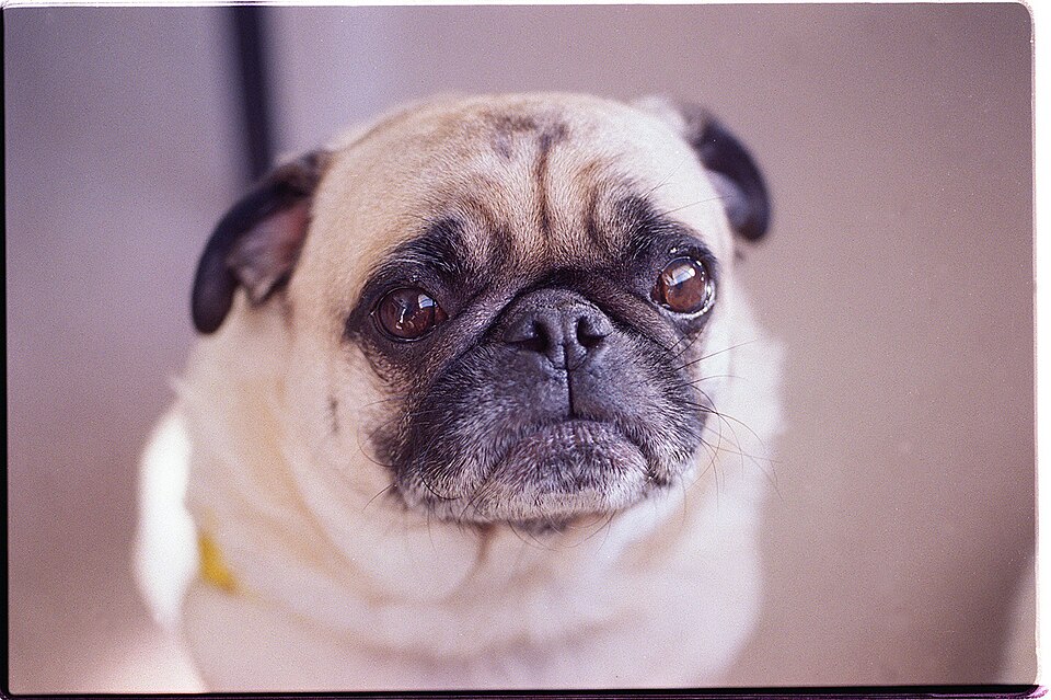Mops als Beispiel für problematische Zuchtmerkmale