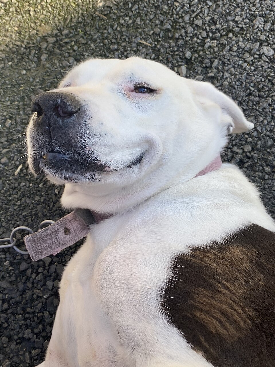 Hund im Tierheim als Bild für echte Bedürfnisse vor dem Kauf