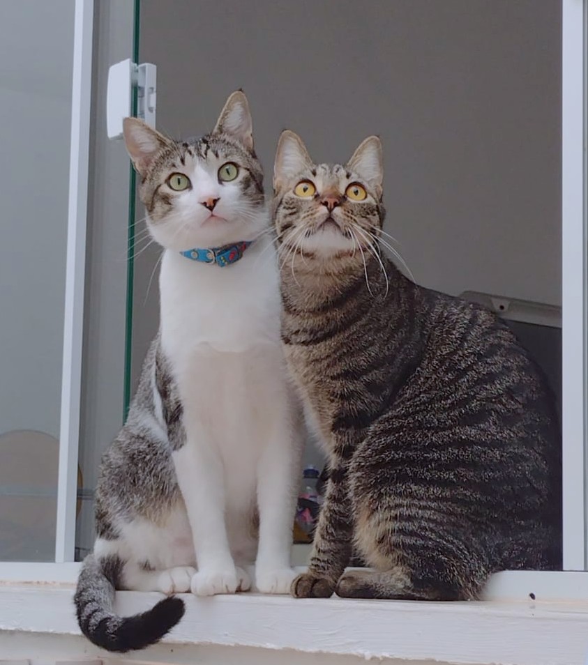 Zwei Katzen am Fenster als Bild für katzenspezifische Bedürfnisse