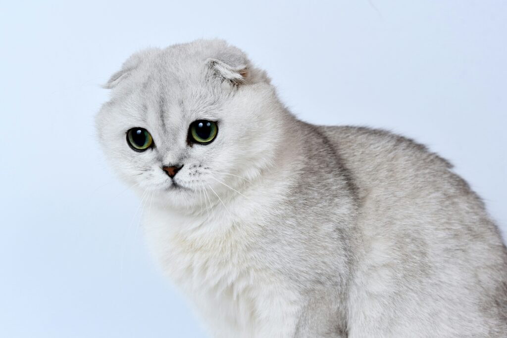 Scottish-Fold-Katze